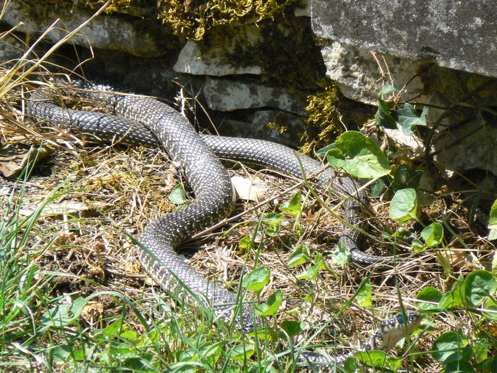 07 serpent.JPG